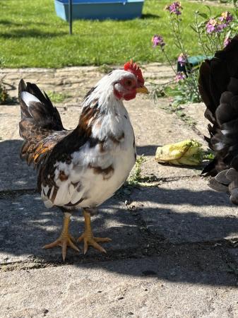 Image 1 of Serama chickens looking for forever homes