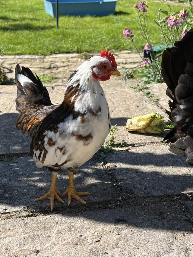 Preview of the first image of Serama chickens looking for forever homes.