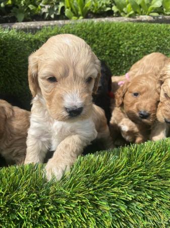 Image 5 of Cockapoo Boys looking for forever homes