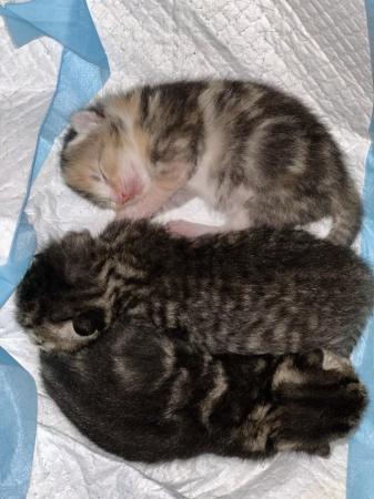 Image 11 of Beatifully Marked Tabby Kittens
