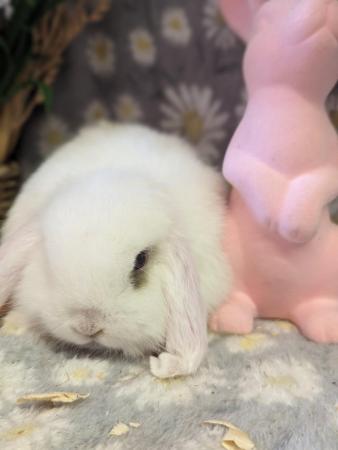 Image 5 of Mini lop babies available now ....,.