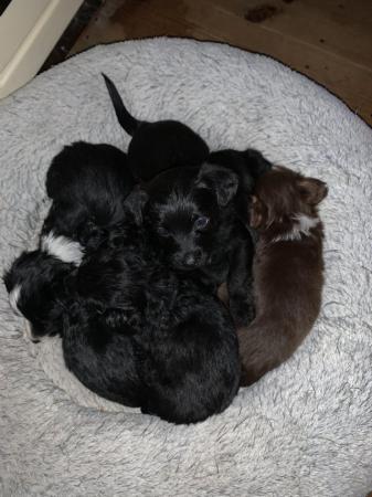 Image 10 of 2 beautiful mini xoloitzcuintli mix puppies still available