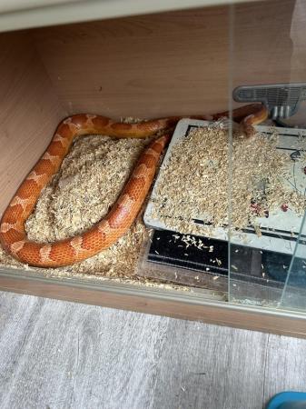 Image 3 of Boa constrictor and corn snakes for sale