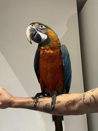 Image 1 of Beautiful Harlequin Macaw Baby Parrot Open to Offers