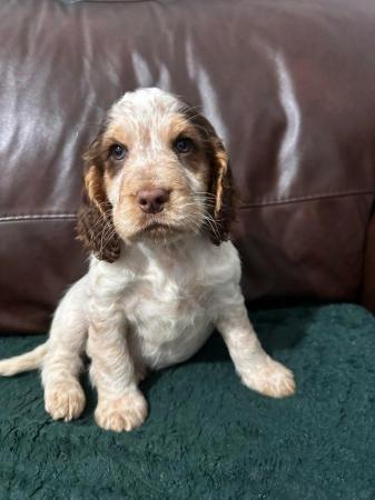 Image 2 of beautiful cocker spanielready now 1 boy left ready now