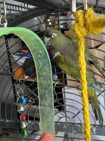 Image 4 of Male Patagonian conures available