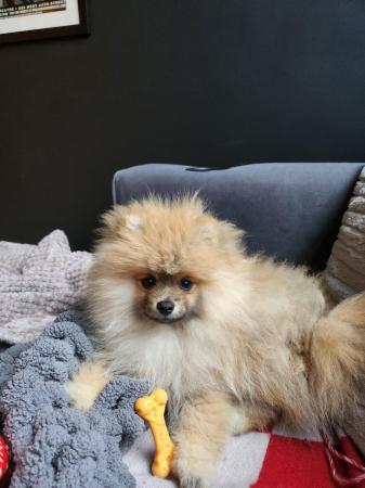Image 4 of Pomeranian puppy for sale xs.