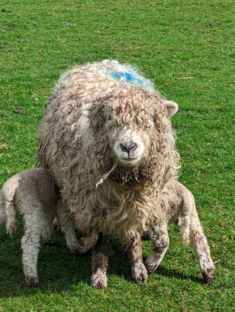 Image 3 of SOLD 3x pedigree reg Greyface Dartmoor ewes with lambs
