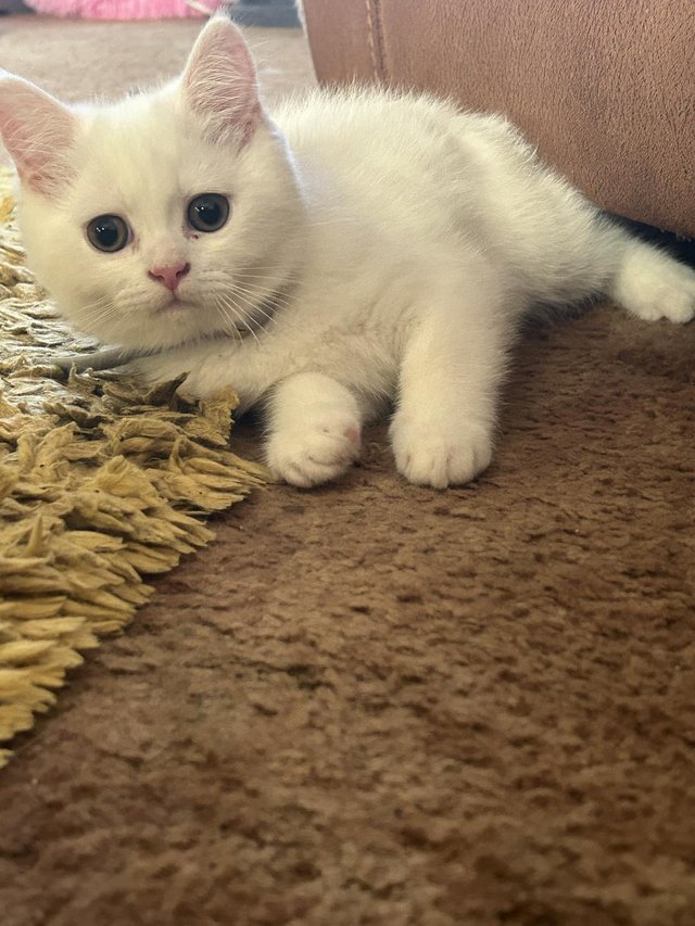 Preview of the first image of 1 Persian x kitten, white short haired boy, ready now,.