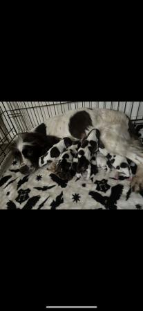 Image 2 of Last one ESS puppies Liver and White.