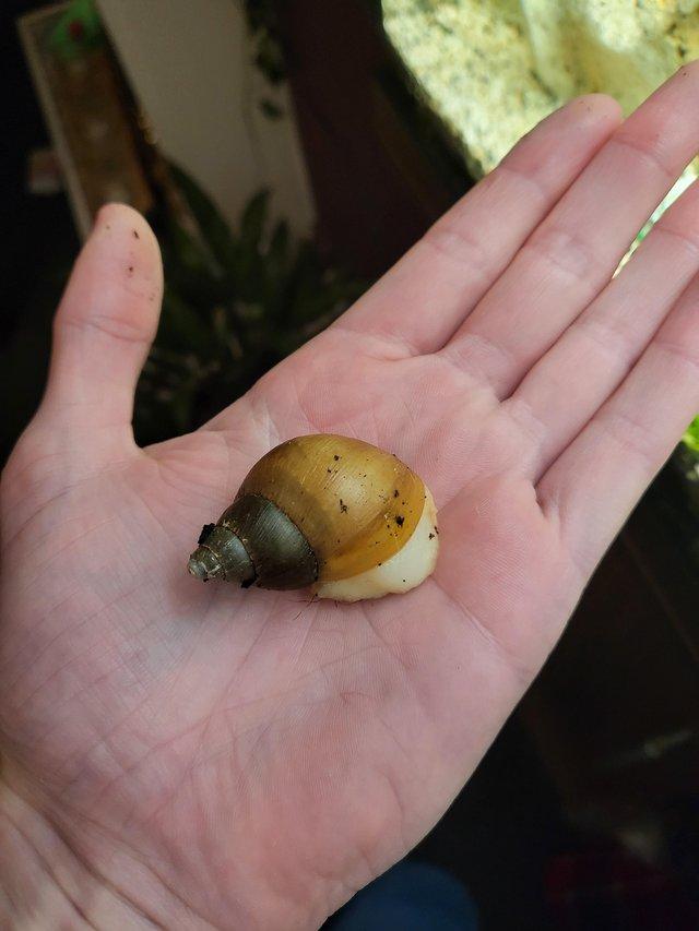 Preview of the first image of Juvenile Giant Albino African Land Snails.