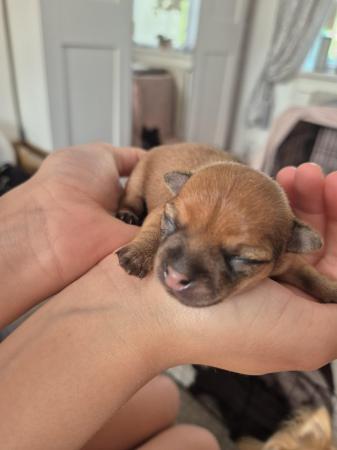 Image 7 of STUNNINGFemale Apple Head Chihuahua For Sale