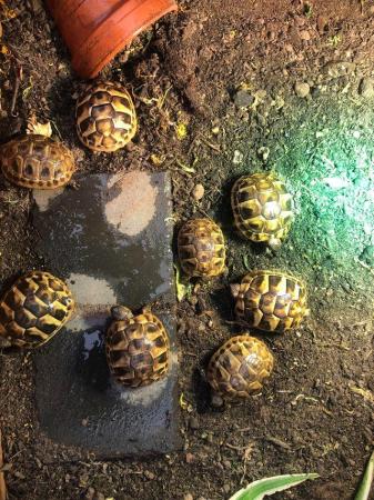 Image 5 of Hermanns tortoise hatchlings for sale