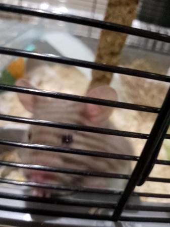 Image 2 of Lovely female hamster with cage and toys
