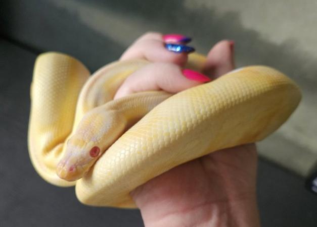 Image 3 of Male albino pied royal python (ball python) cb22  snake