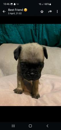 Image 3 of 8 week old chug puppies for sale