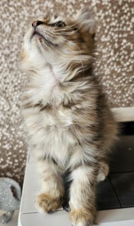 Image 4 of 6 gen female Siberian kitten ready now