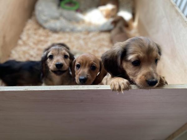 Image 18 of Beautiful litter of dachshunds