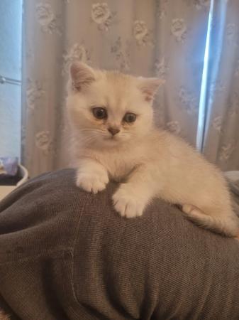 Image 8 of 14 week old male Pedigree British Shorthair silver kitten
