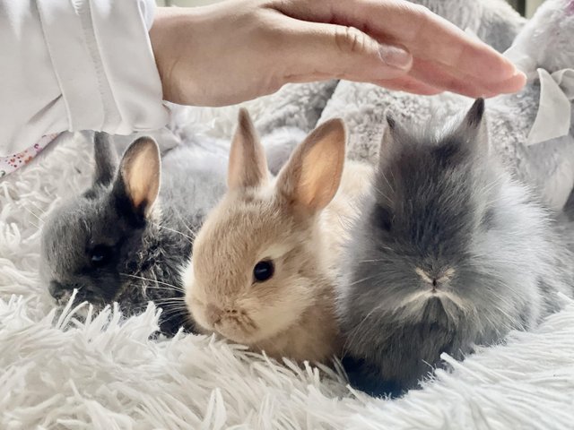Preview of the first image of TINY adorable Netherland dwarf babies.