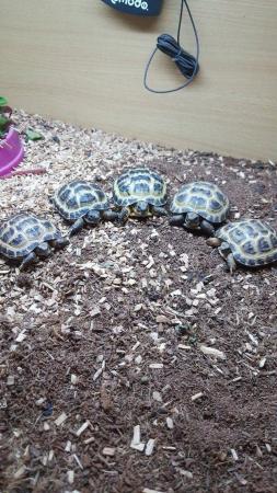 Image 2 of Horsefield Tortoise available now