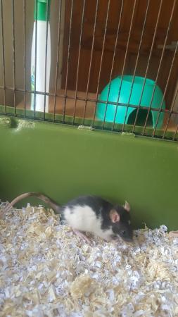 Image 1 of 14 week old baby female rats for sale