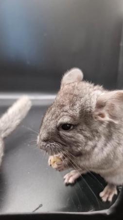 Image 1 of Beautiful Chinchillas for sale