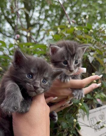 Image 5 of Maine coon kittens ready to leave in 6 weeks