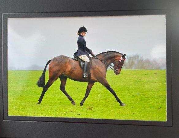 Image 3 of Show Riding Type/dressage pony