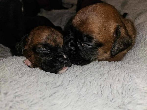 Image 2 of Sealed, red and brindle boxer puppies available.