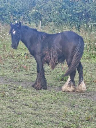 Image 1 of Summers foxglove black yearling cob colt