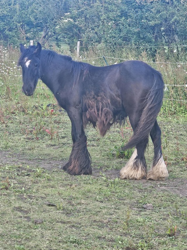 Preview of the first image of Summers foxglove black yearling cob colt.