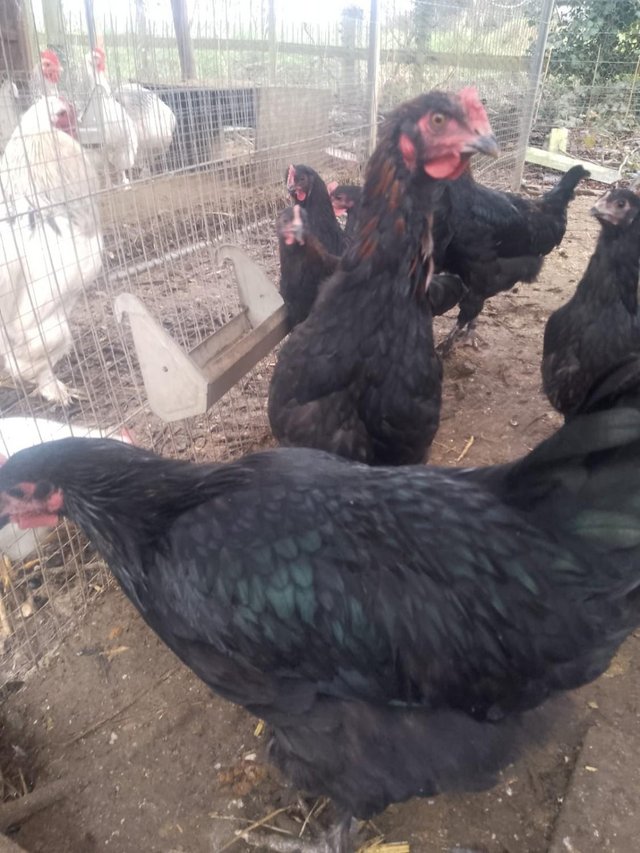 Preview of the first image of point of lay Copper Marans hens.