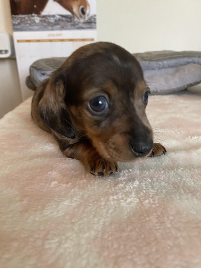miniature dachshund Dogs Puppies Rehome and Buy with ZERO