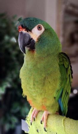 Image 5 of Illigers Macaw - Tame Male available