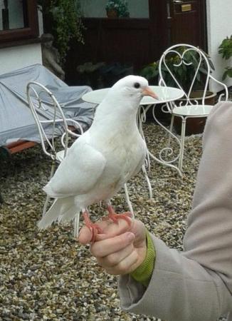 Image 3 of Pure White Doves for dovecotes