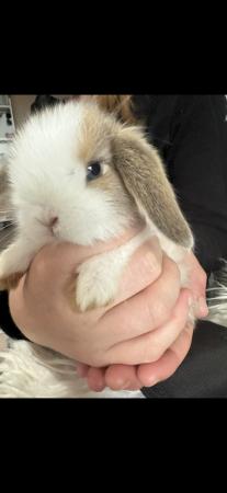Image 4 of 1 mini lop doe available // RTL now!!