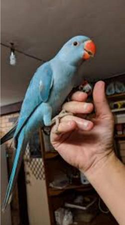 Image 6 of Indian ringneck baby birds available