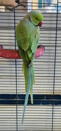 Image 3 of Green Indian Ringneck Parakeets Available Now