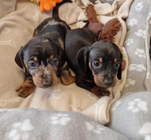 Image 1 of Lovely standard dachshund boy puppies