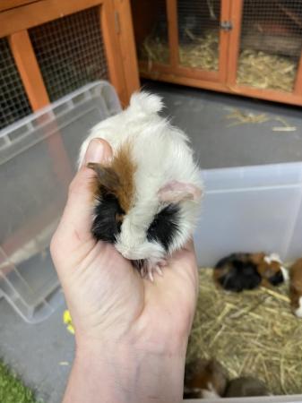 Image 1 of Male Guinea pigs ready in 4 weeks