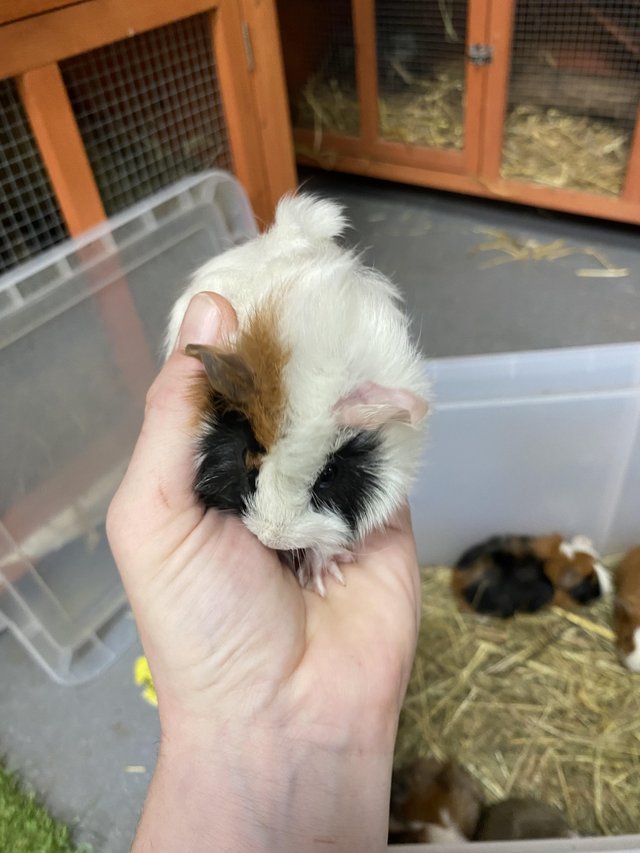 Preview of the first image of Male Guinea pigs ready in 4 weeks.