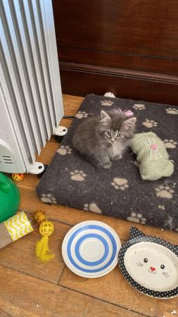 Image 7 of Beautiful Grey mix breed kittens ready now