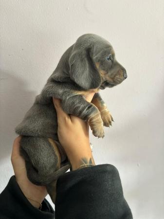 Image 6 of Beautiful miniature dachshund puppies
