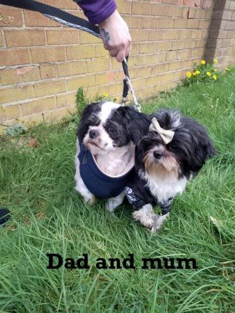 Image 8 of Shih Tzu girl fully vaccinated ready now