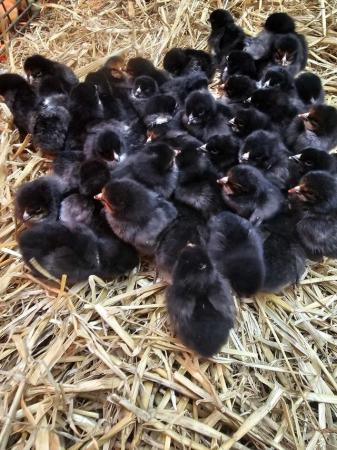 Image 2 of Hybrid chicks & point of lay, all females