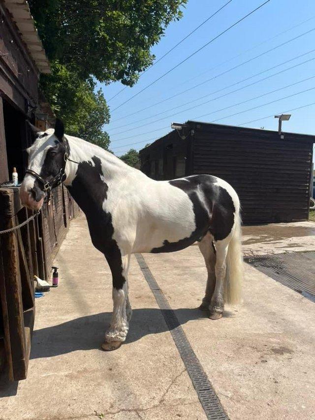 Preview of the first image of Fun 14.1hh loveable cob for loan.
