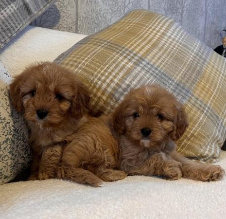 Image 5 of Extensively Health Tested F1 Toy CavaPoo Puppies