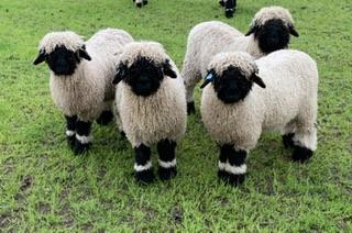 Preview of the first image of Valais Blacknose Wether Lambs available.