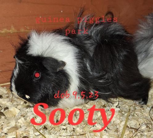 Image 5 of Lovely sow, girl, guinea pigs